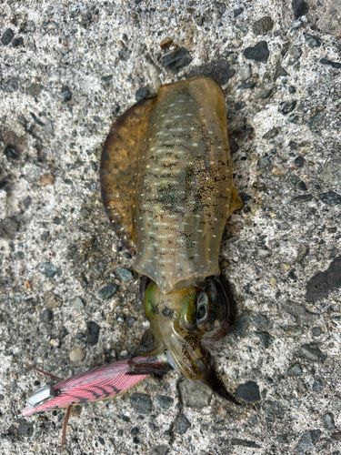 アオリイカの釣果