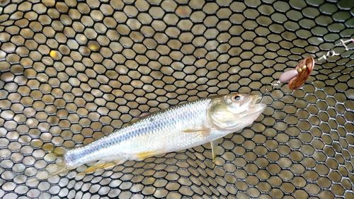 カワムツの釣果