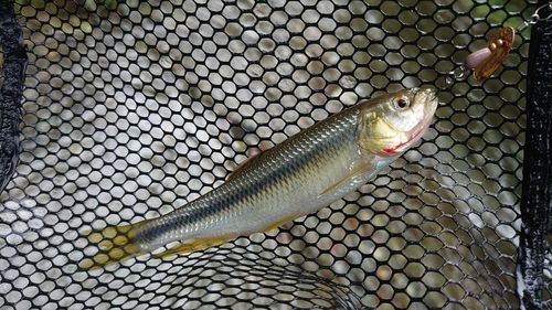 カワムツの釣果