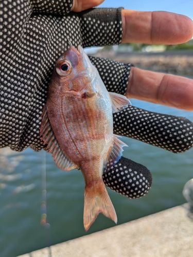 チャリコの釣果