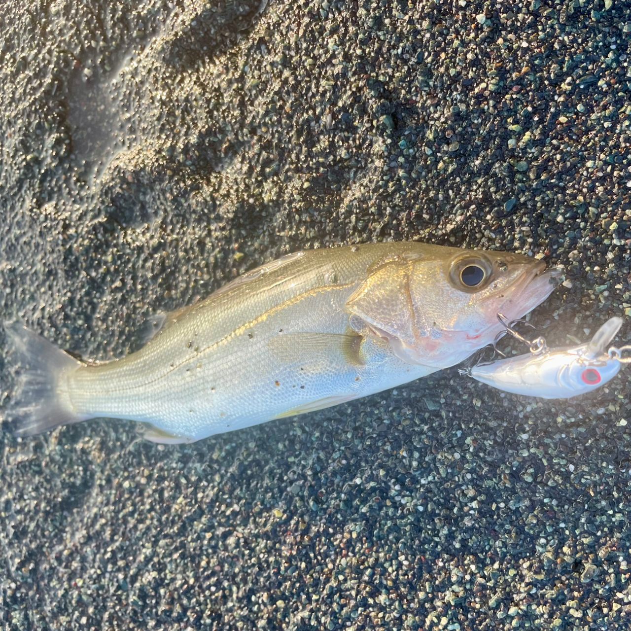 セイゴ（マルスズキ）