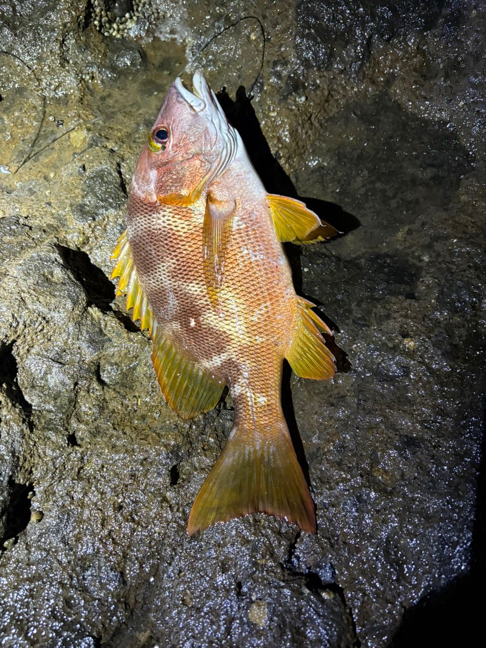 GARA MONSTER ガーラモンスター 12-49遠投 ダイワ バトルゲーム ガーラモンスター 12-49遠投/Z031L 未使用 DAIWA