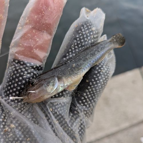 ハゼの釣果