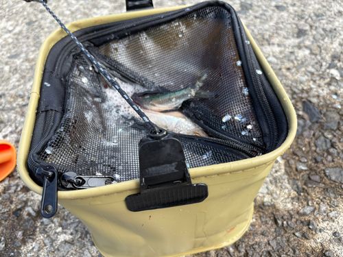 マイワシの釣果