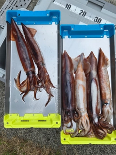 スルメイカの釣果