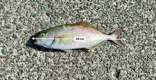 イナダの釣果
