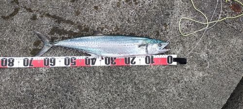 サワラの釣果
