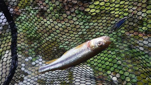 カワムツの釣果