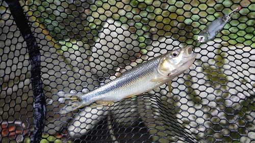 カワムツの釣果