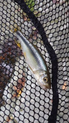 カワムツの釣果