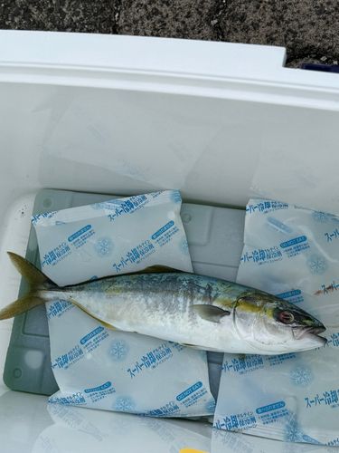 ツバスの釣果