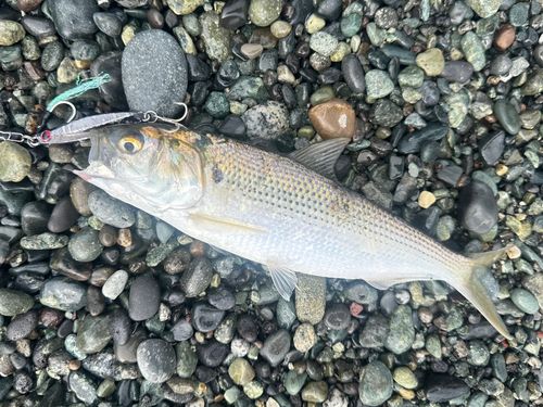 コノシロの釣果