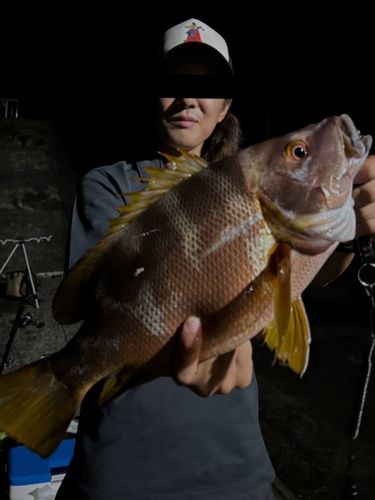 シブダイの釣果
