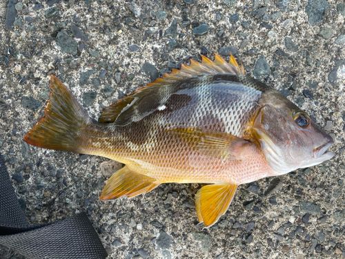 シブダイの釣果