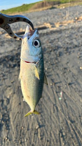 ワカシの釣果