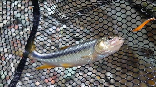 カワムツの釣果