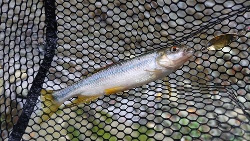 カワムツの釣果