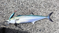 サワラの釣果