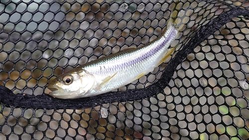 カワムツの釣果