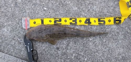 マゴチの釣果