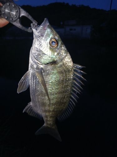 釣果