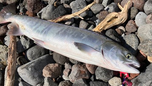アキアジの釣果