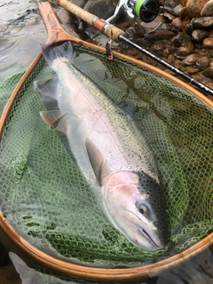 ニジマスの釣果