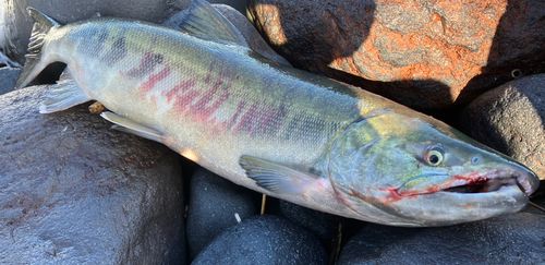 アキアジの釣果