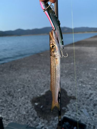 カマスの釣果