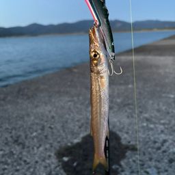 カマス