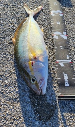 ネリゴの釣果