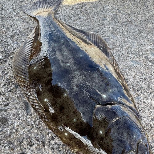 ヒラメの釣果