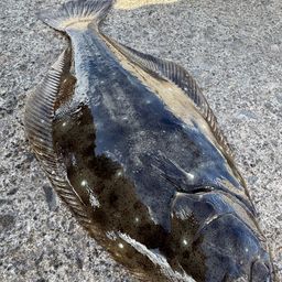 ヒラメ