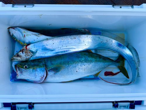 タチウオの釣果