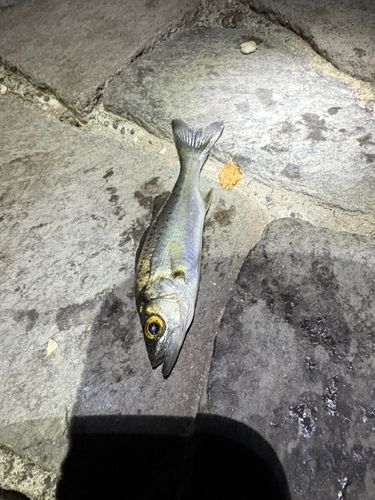セイゴ（マルスズキ）の釣果
