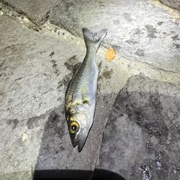 セイゴ（マルスズキ）