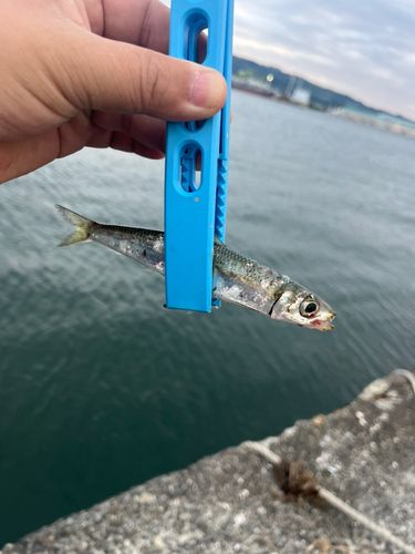 イワシの釣果