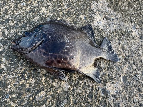 イシガキダイの釣果