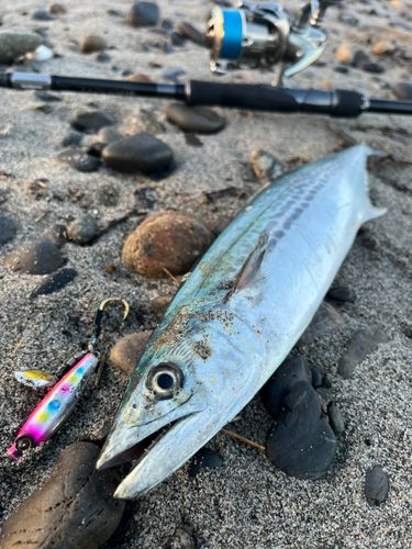 サゴシの釣果