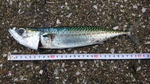 ゴマサバの釣果