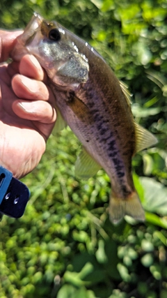 ラージマウスバスの釣果