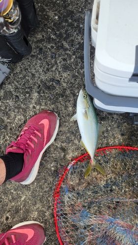 ブリの釣果