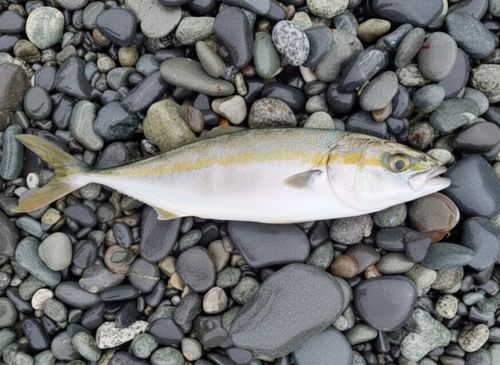 イナダの釣果