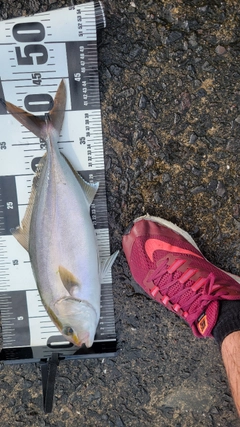 ネリゴの釣果