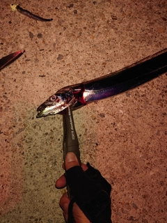 タチウオの釣果