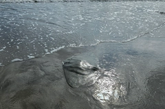 ツバクロエイの釣果