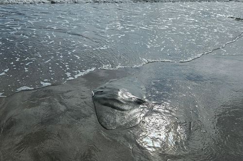 千浜海岸