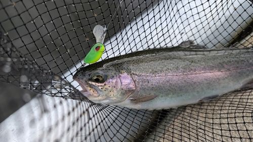 ニジマスの釣果