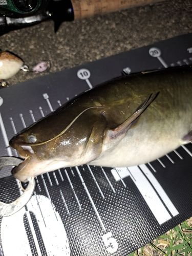 ナマズの釣果