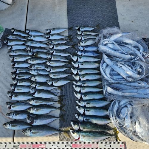 タチウオの釣果